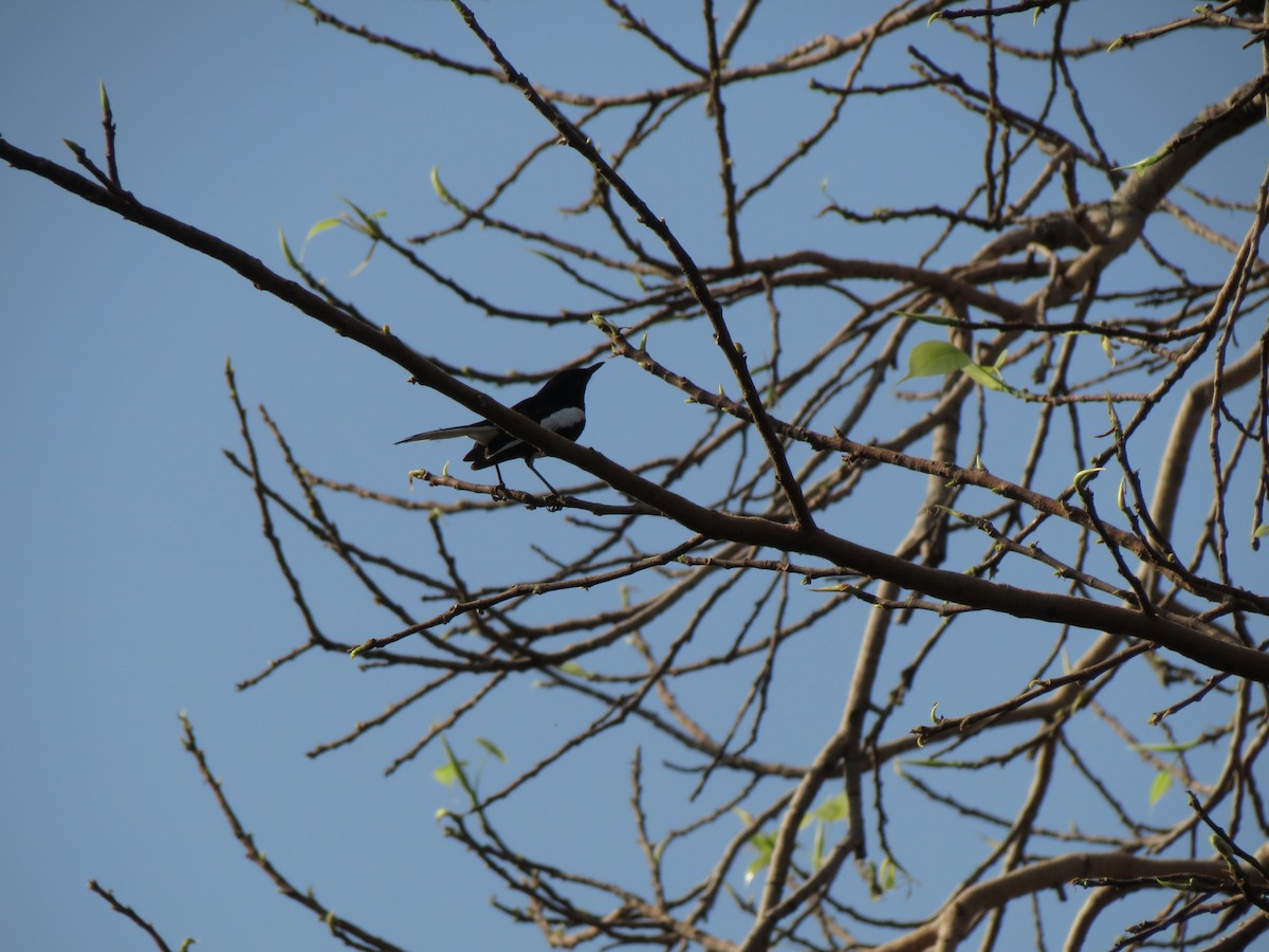 orientskjæreskvett - ML611037365