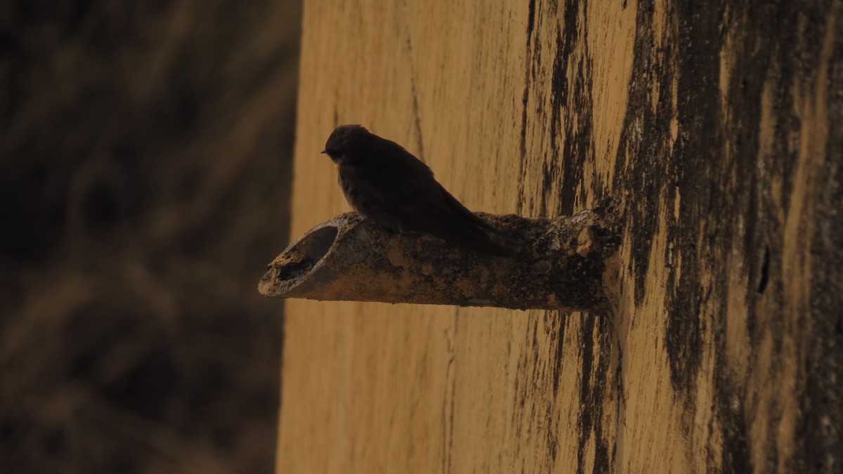 steinsvale - ML611037368