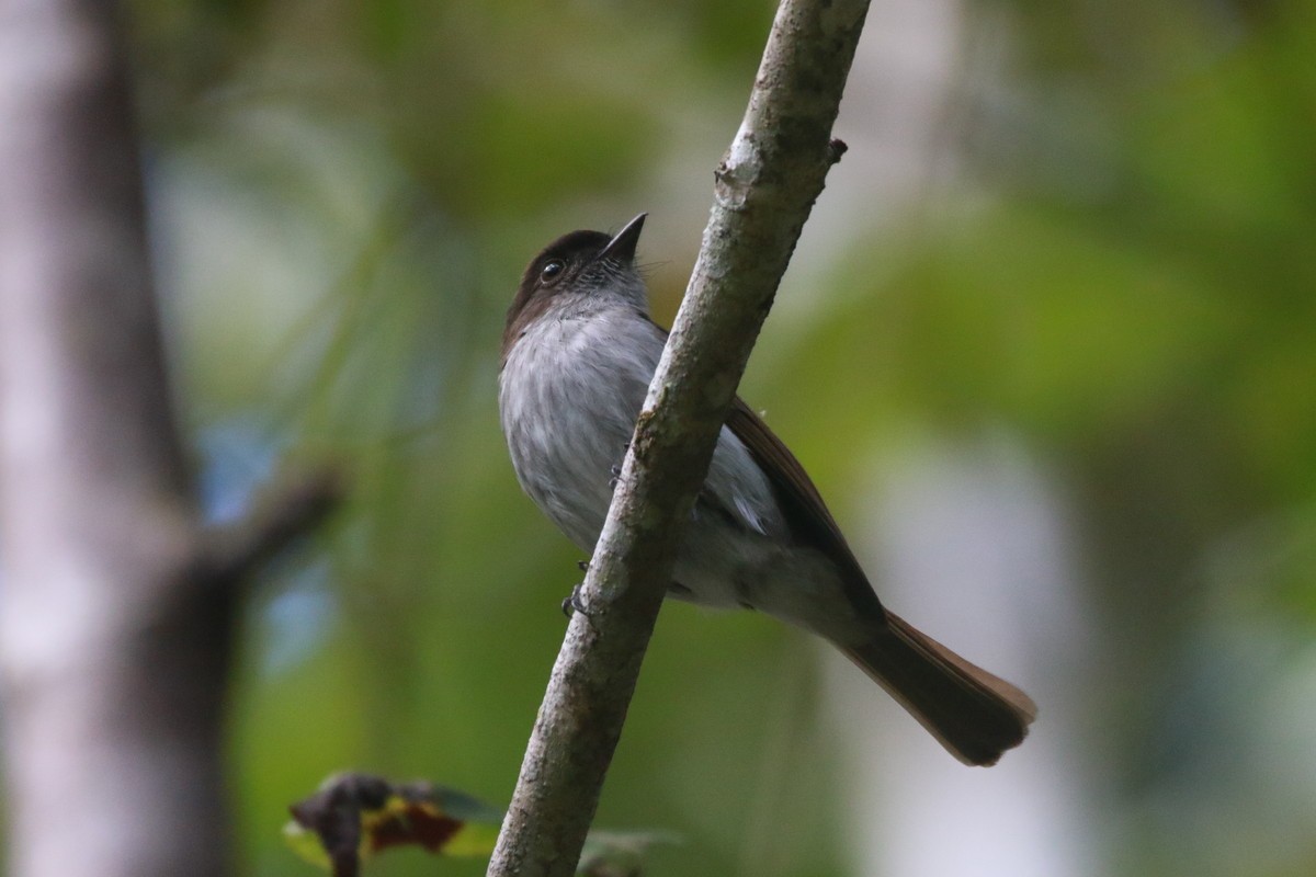 Buru Jungle Flycatcher - ML611037371