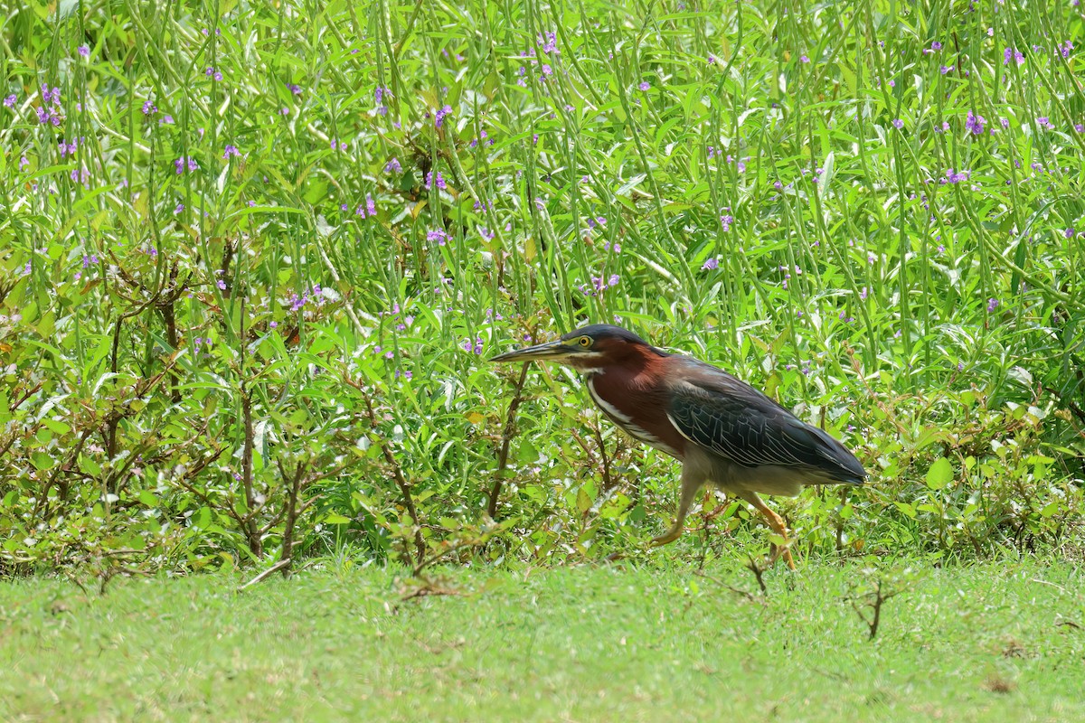 Green Heron - ML611037377