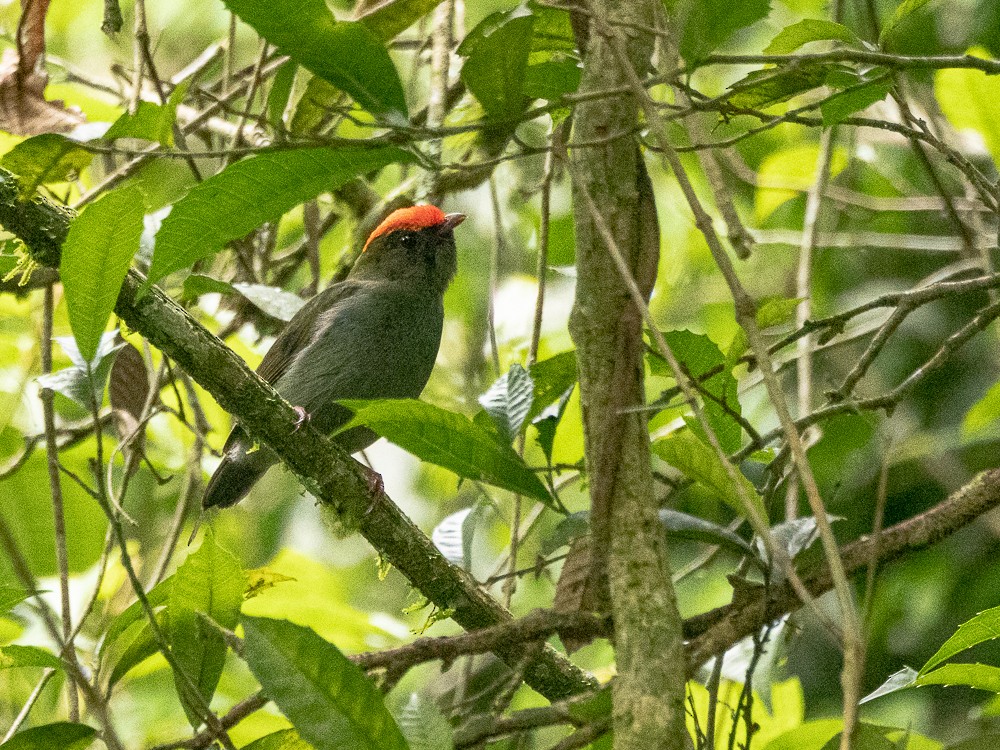 Swallow-tailed Manakin - Marcos Felix