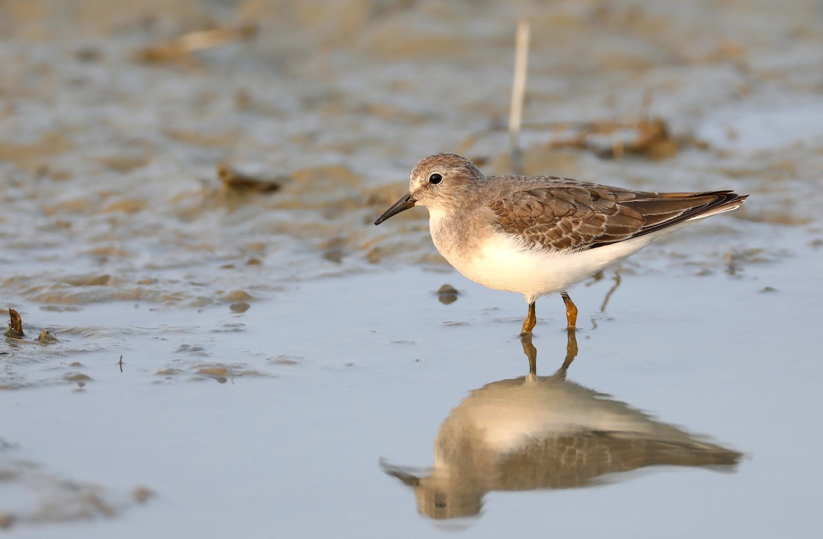 Temminckstrandläufer - ML611037396