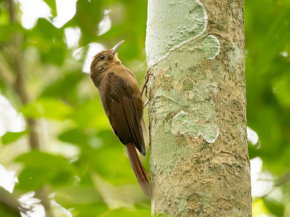 Plain-winged Woodcreeper - ML611037443