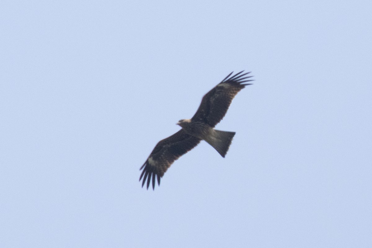 Black Kite (Black-eared) - ML611037478