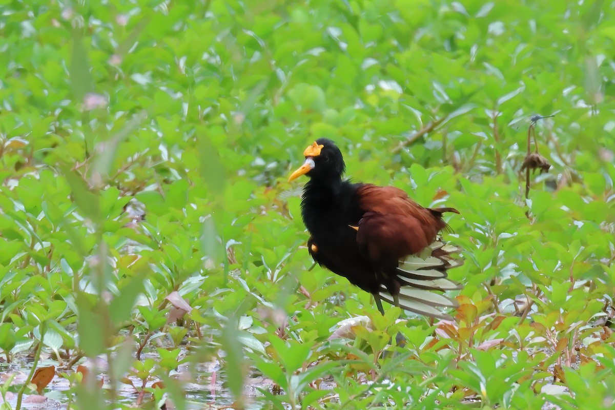 Northern Jacana - ML611037503