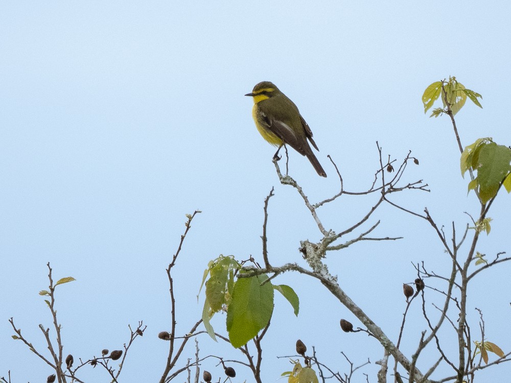 Yellow-browed Tyrant - ML611037506