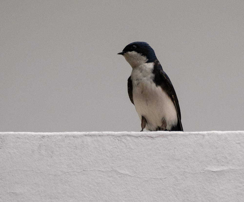 Blue-and-white Swallow - ML611037551