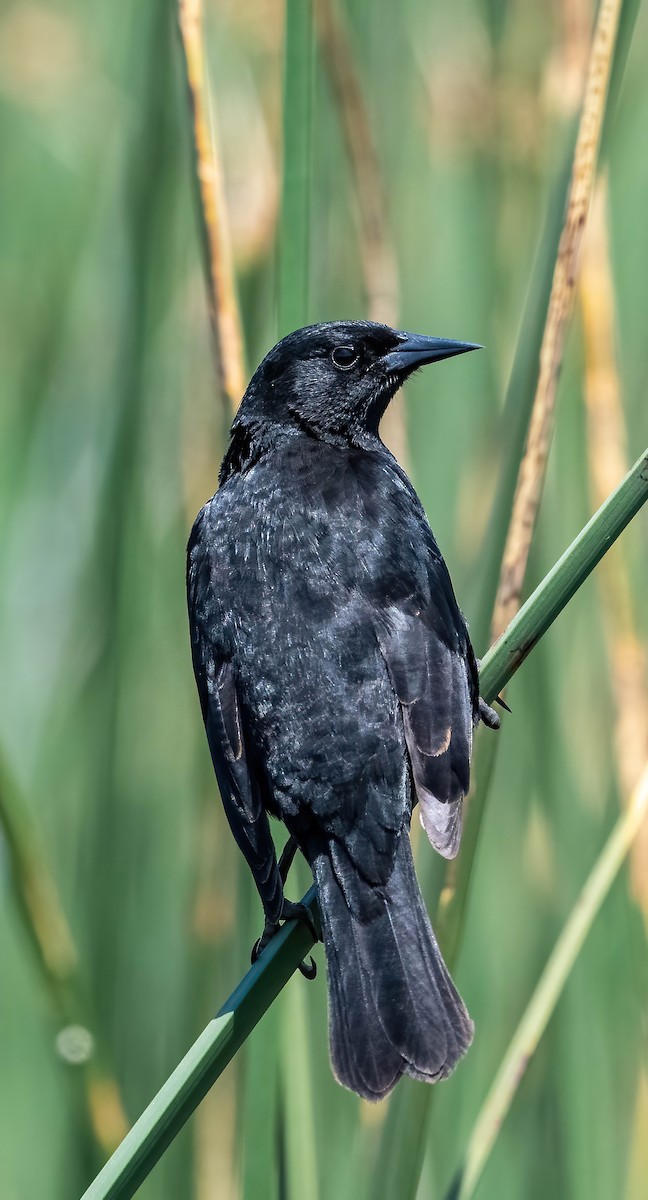 Yellow-winged Blackbird - ML611037556