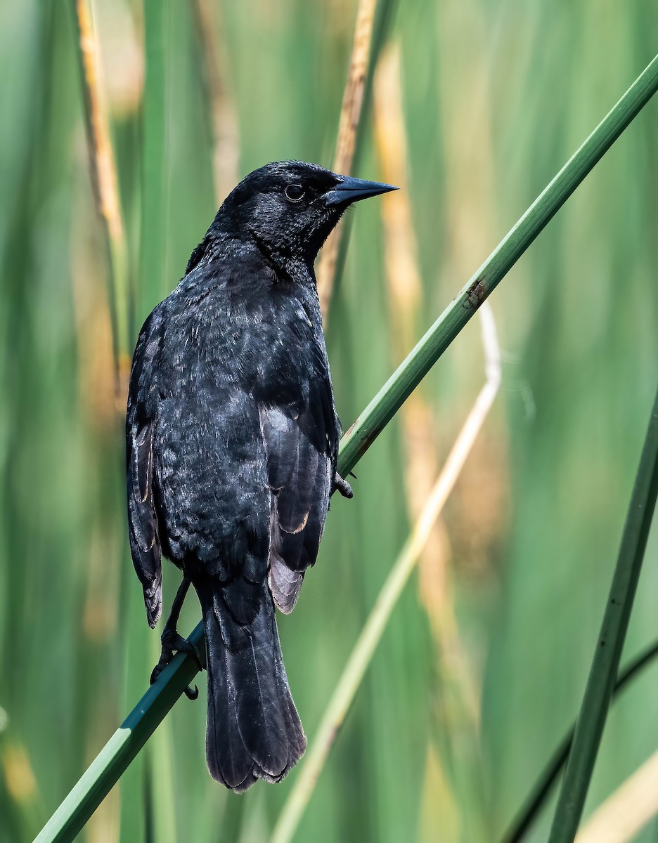 Yellow-winged Blackbird - ML611037557