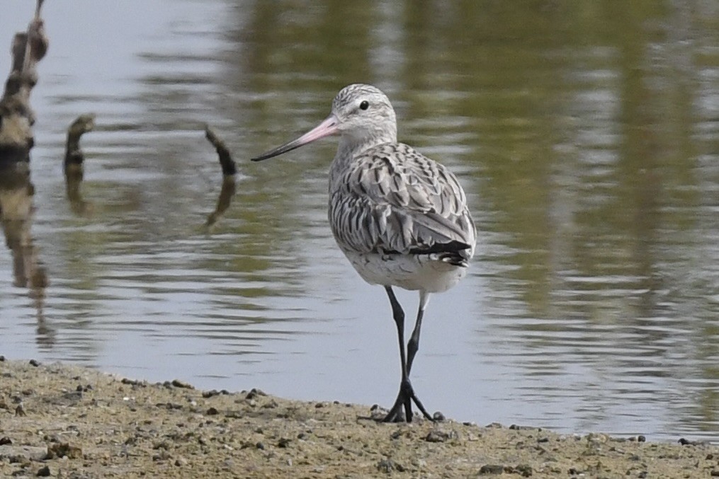 Bar-tailed Godwit - ML611037594