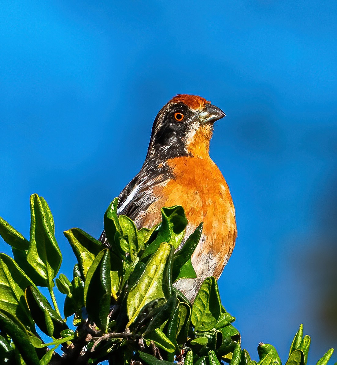 Rufous-tailed Plantcutter - Guy Tremblay