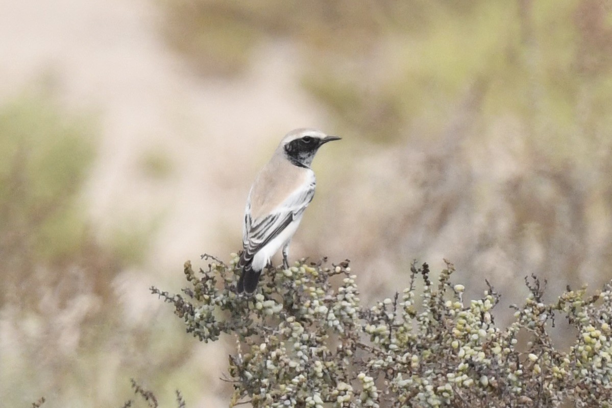 Desert Wheatear - ML611037612