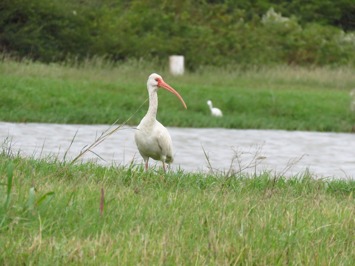 White Ibis - ML611037626