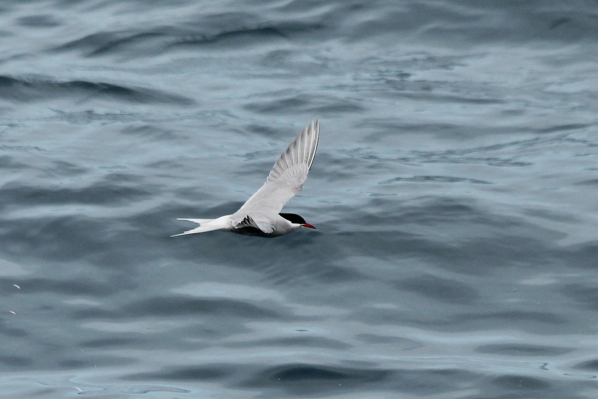 Kerguelen Tern - ML611037630