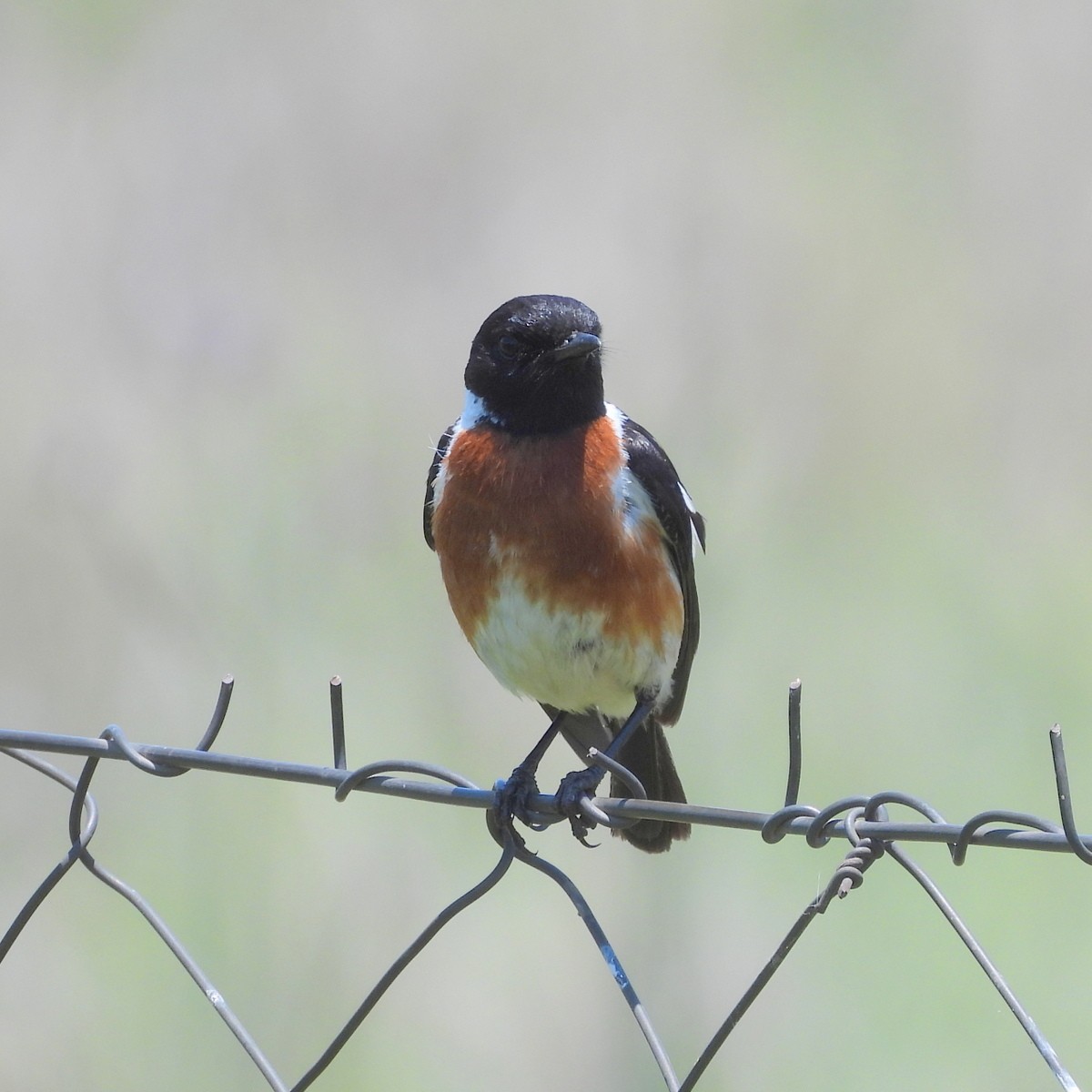 African Stonechat - ML611037645
