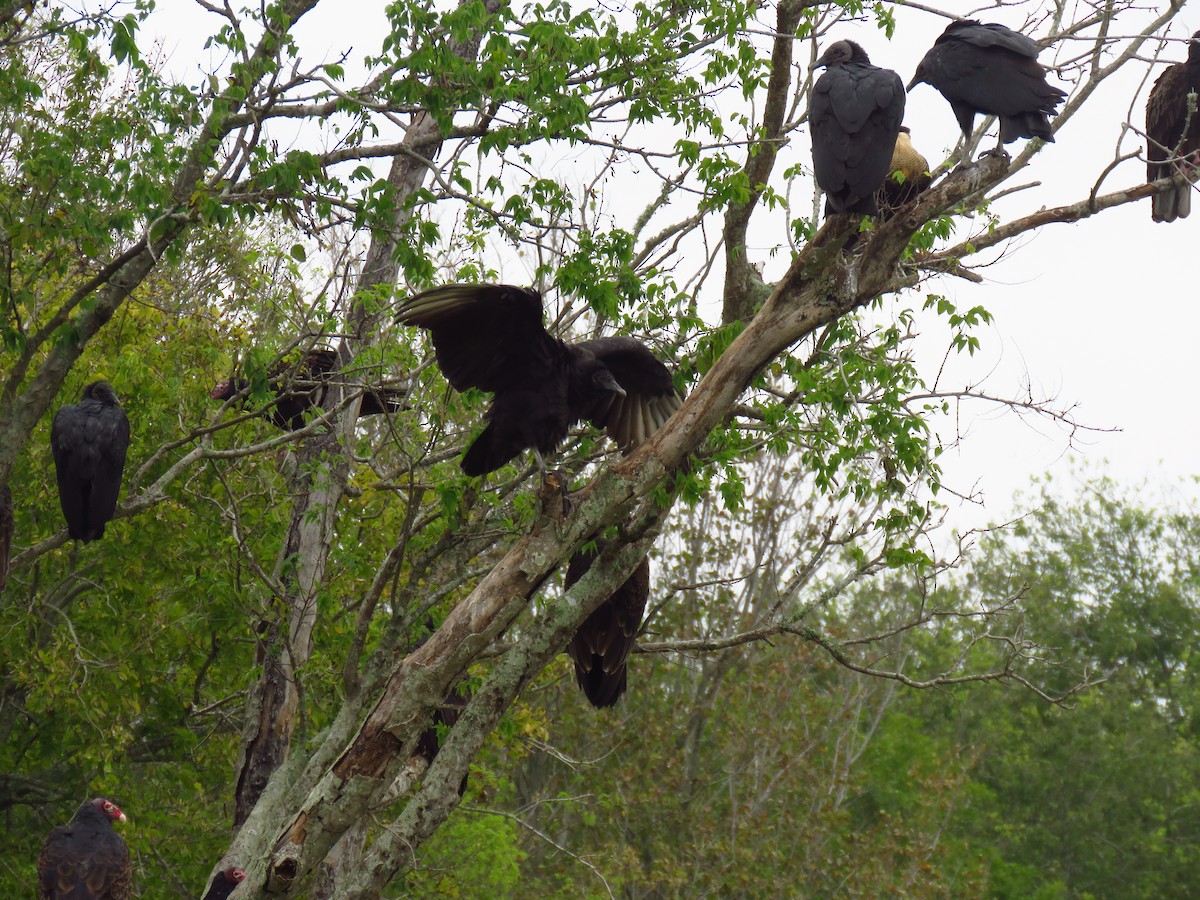 Black Vulture - ML611037669