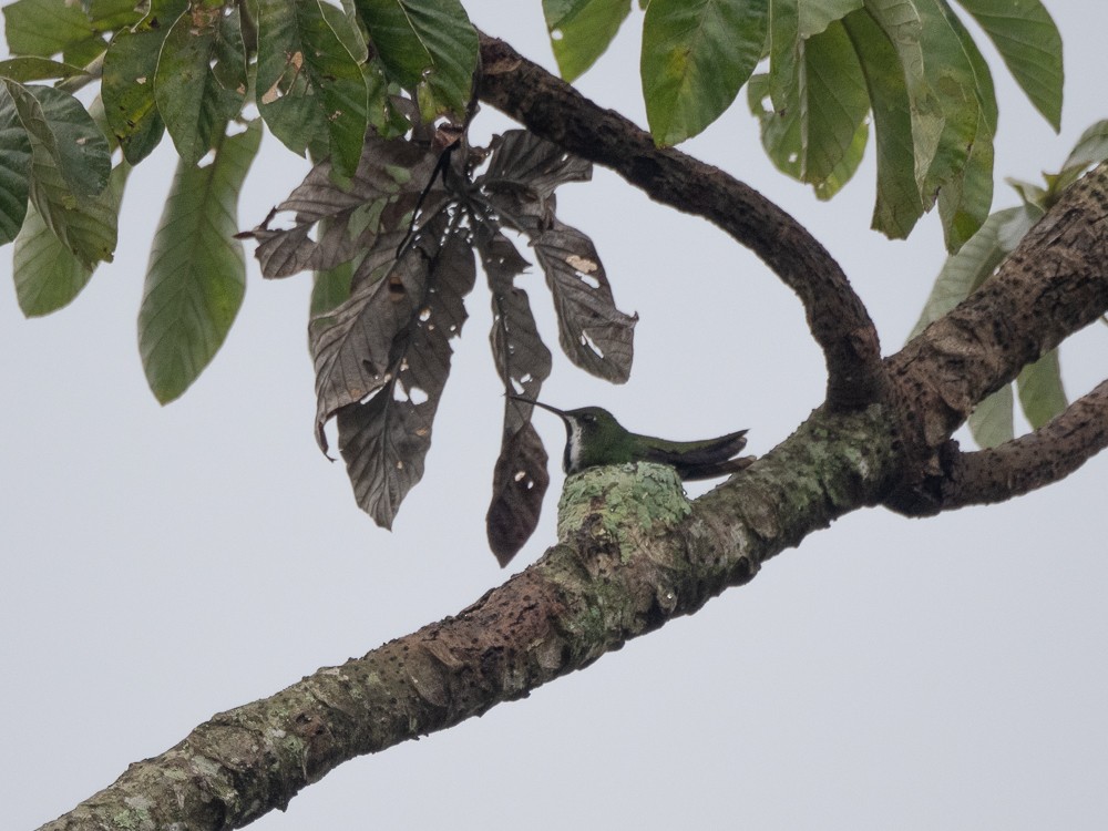 Black-throated Mango - ML611037671