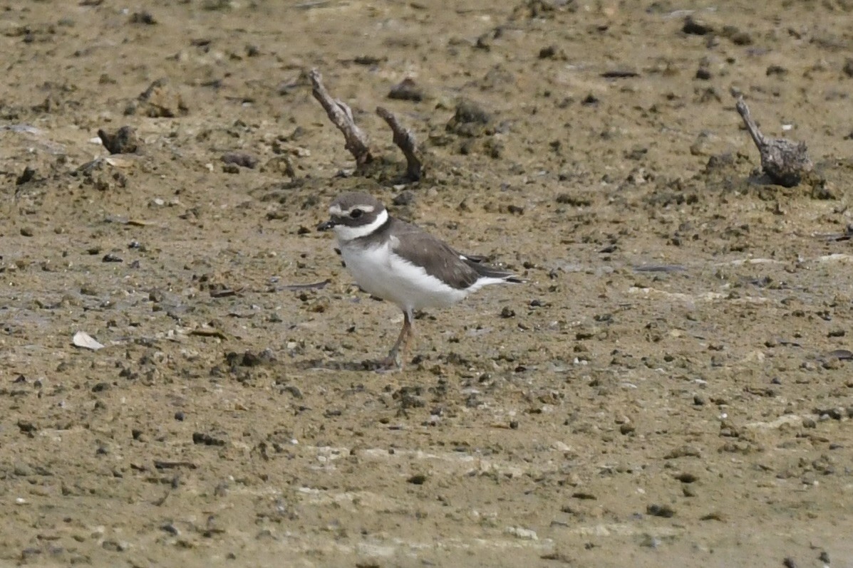 Common Ringed Plover - ML611037672