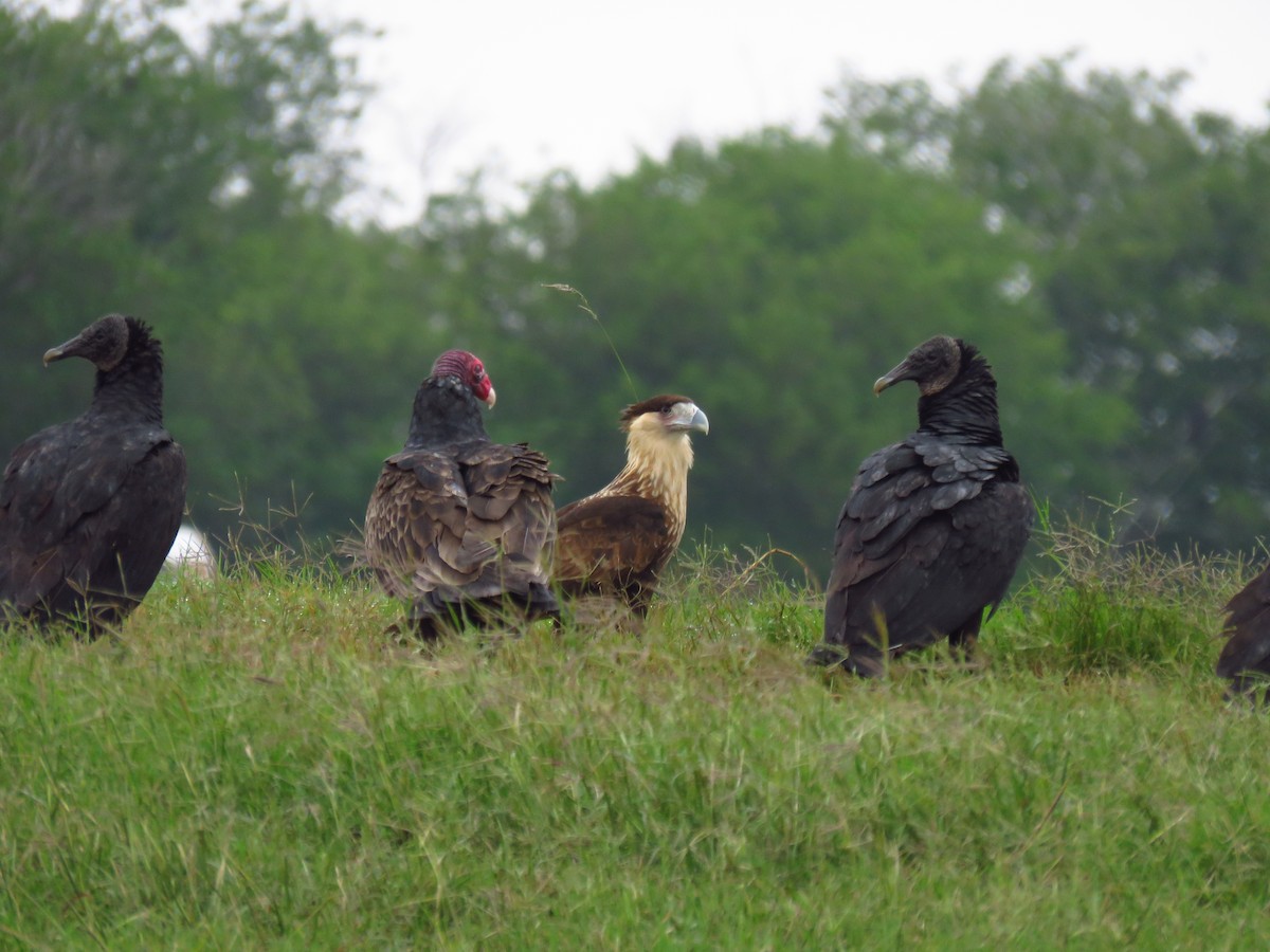 Crested Caracara - ML611037687