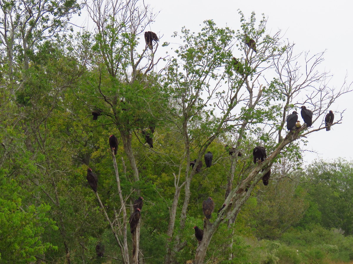 Turkey Vulture - ML611037698