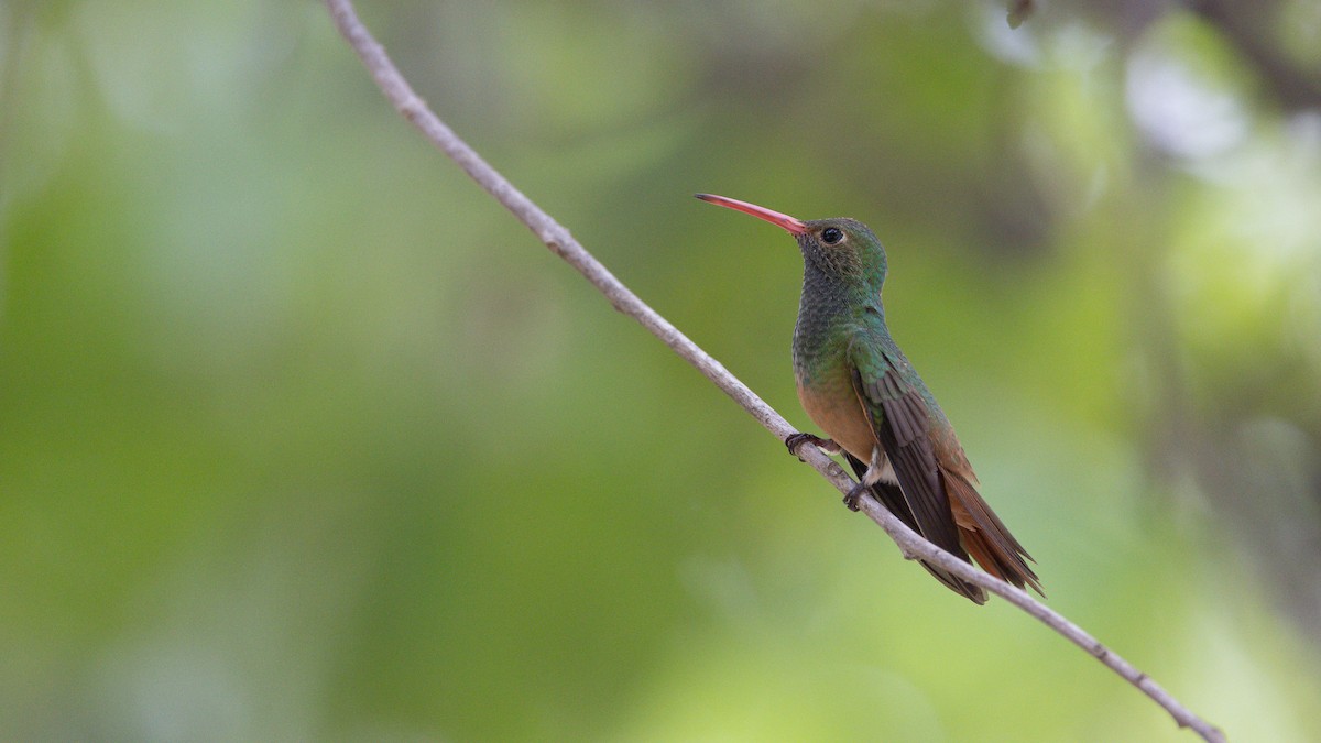 Buff-bellied Hummingbird - Eric Hynes