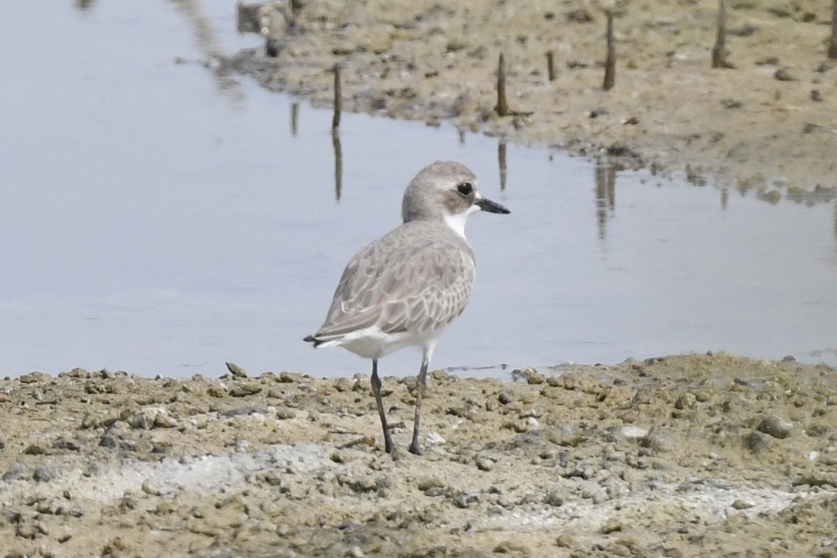 Greater Sand-Plover - ML611037734