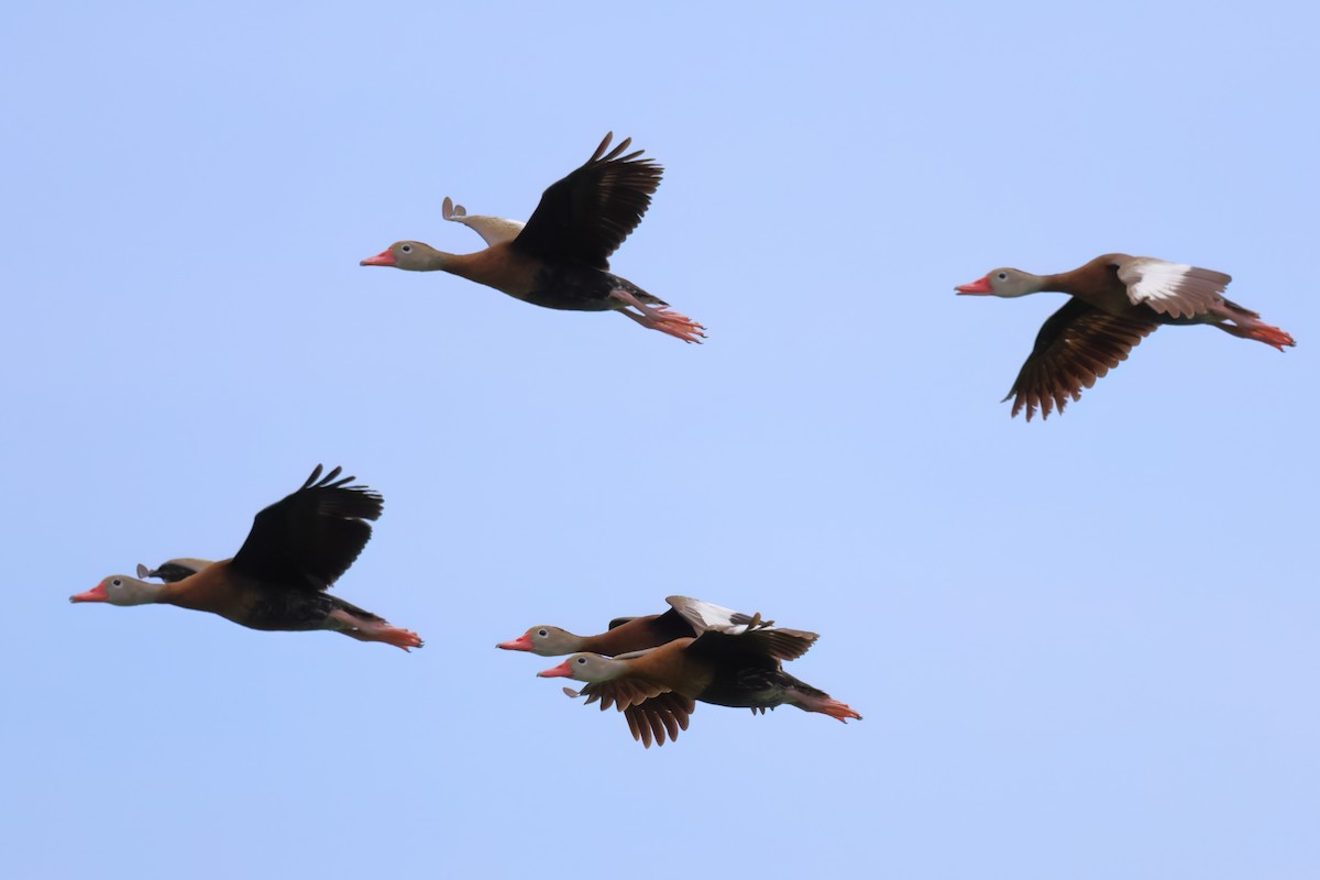 Black-bellied Whistling-Duck - ML611037750