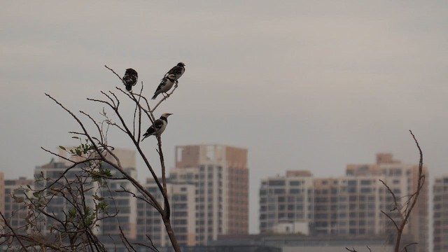 Black-collared Starling - ML611037770