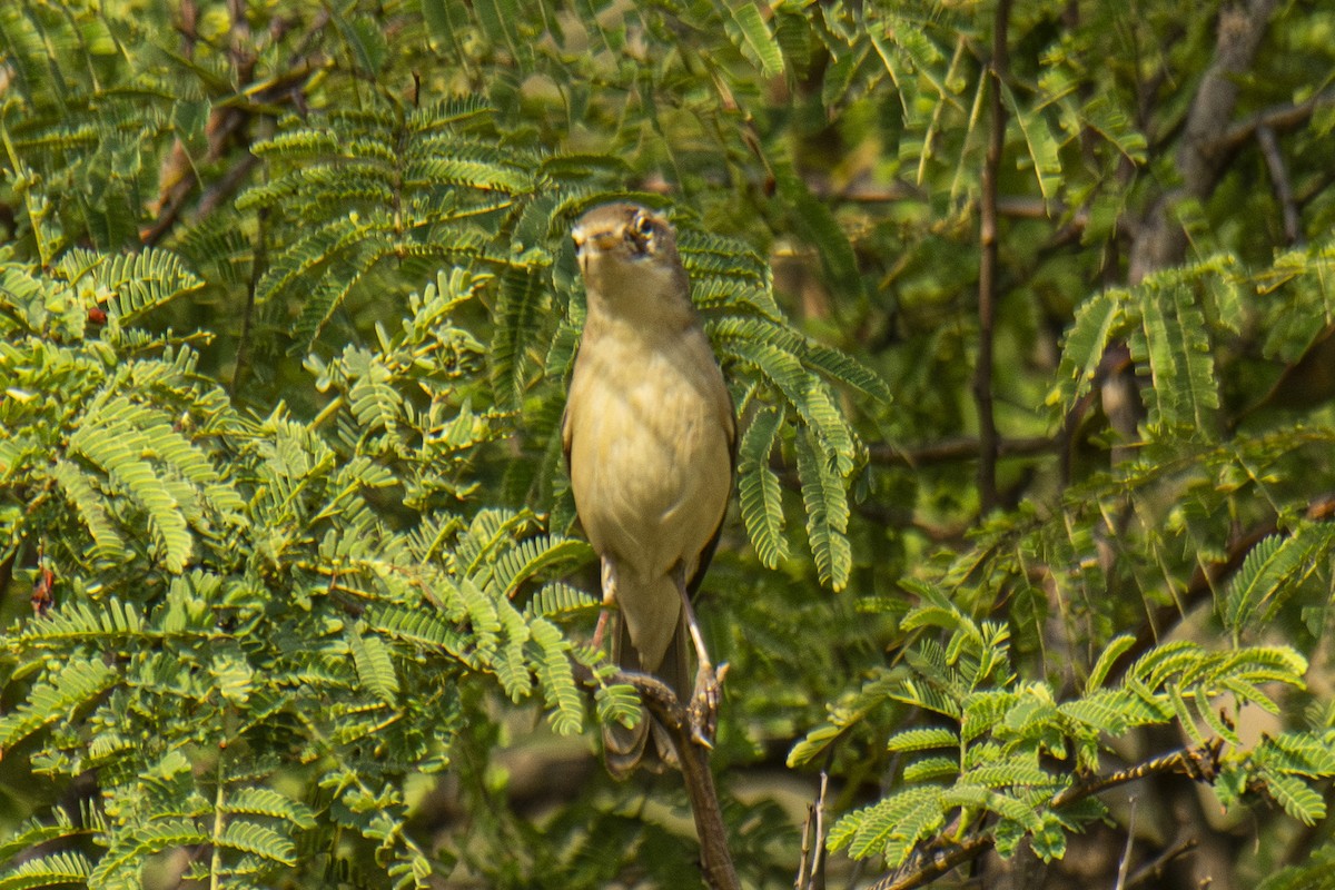 Booted/Sykes's Warbler - ML611037873