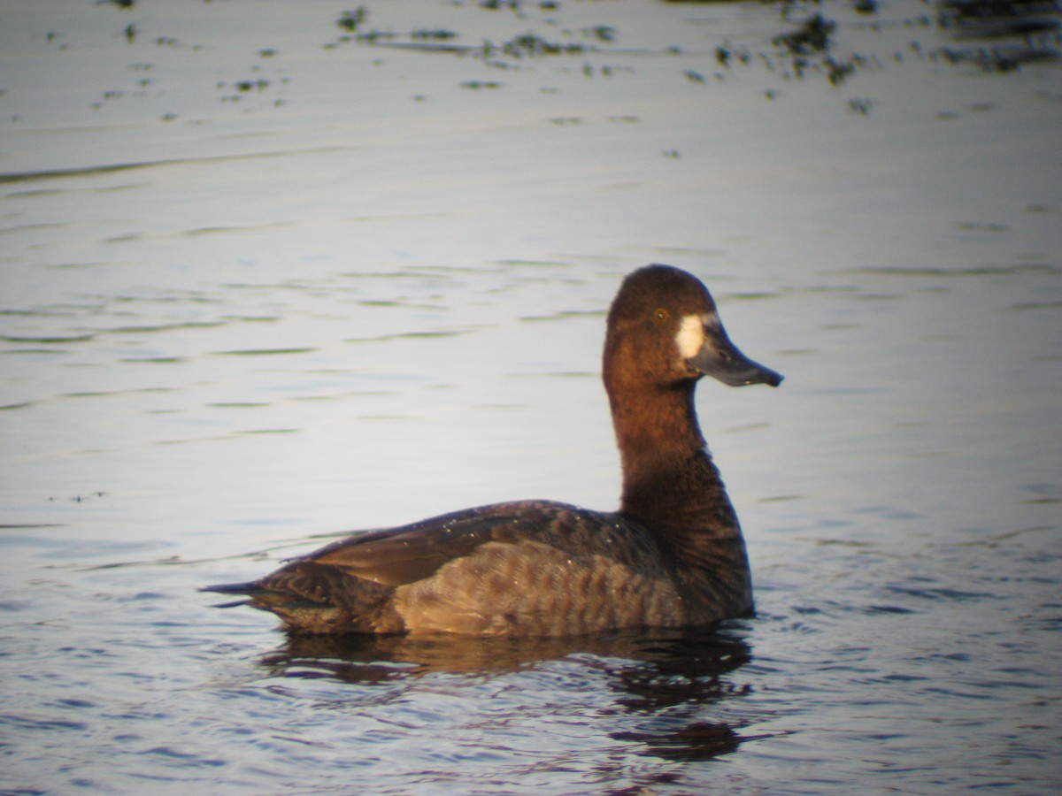 Lesser Scaup - ML61103791