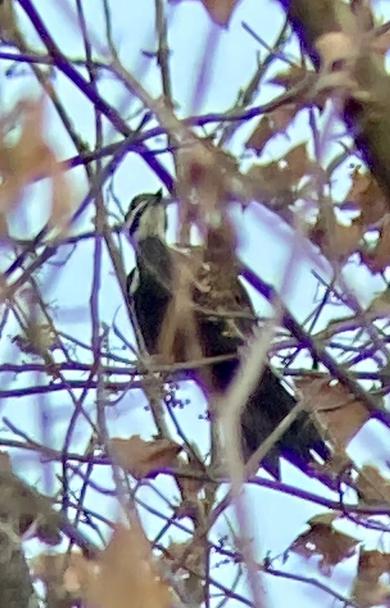 Pileated Woodpecker - Thomas Sanders