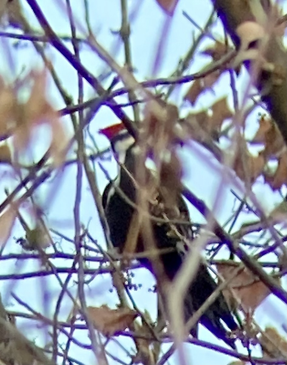 Pileated Woodpecker - Thomas Sanders