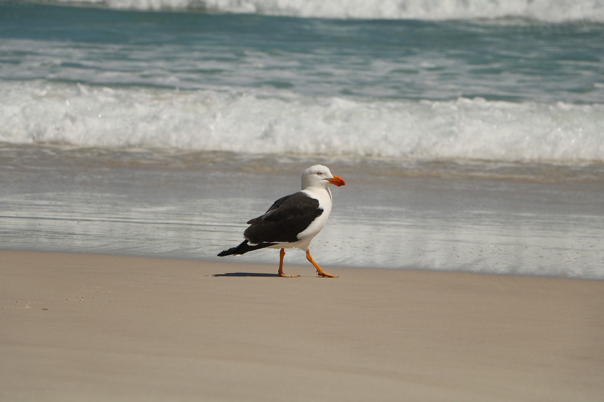 Pacific Gull - ML611038064