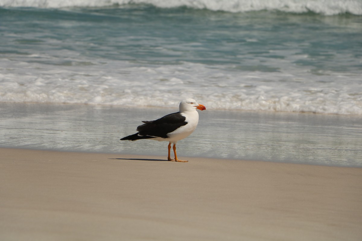 Pacific Gull - ML611038065