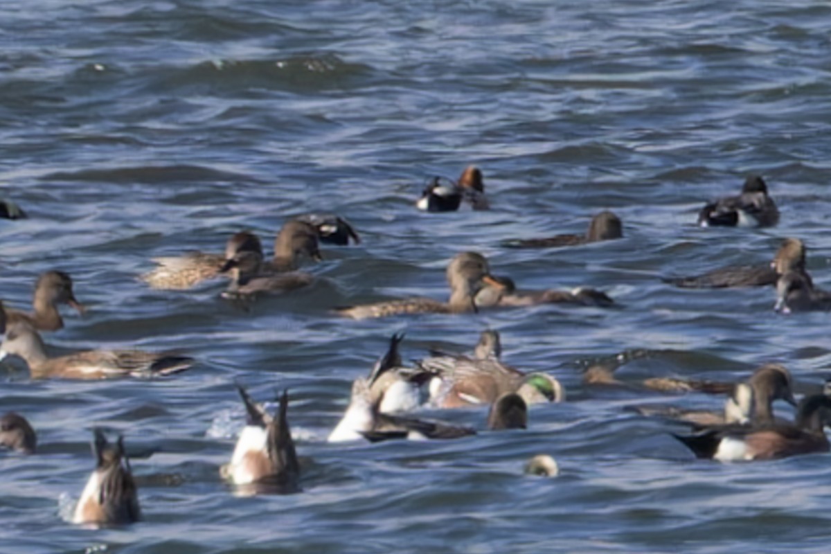 Eurasian x American Wigeon (hybrid) - Allanah Vokes