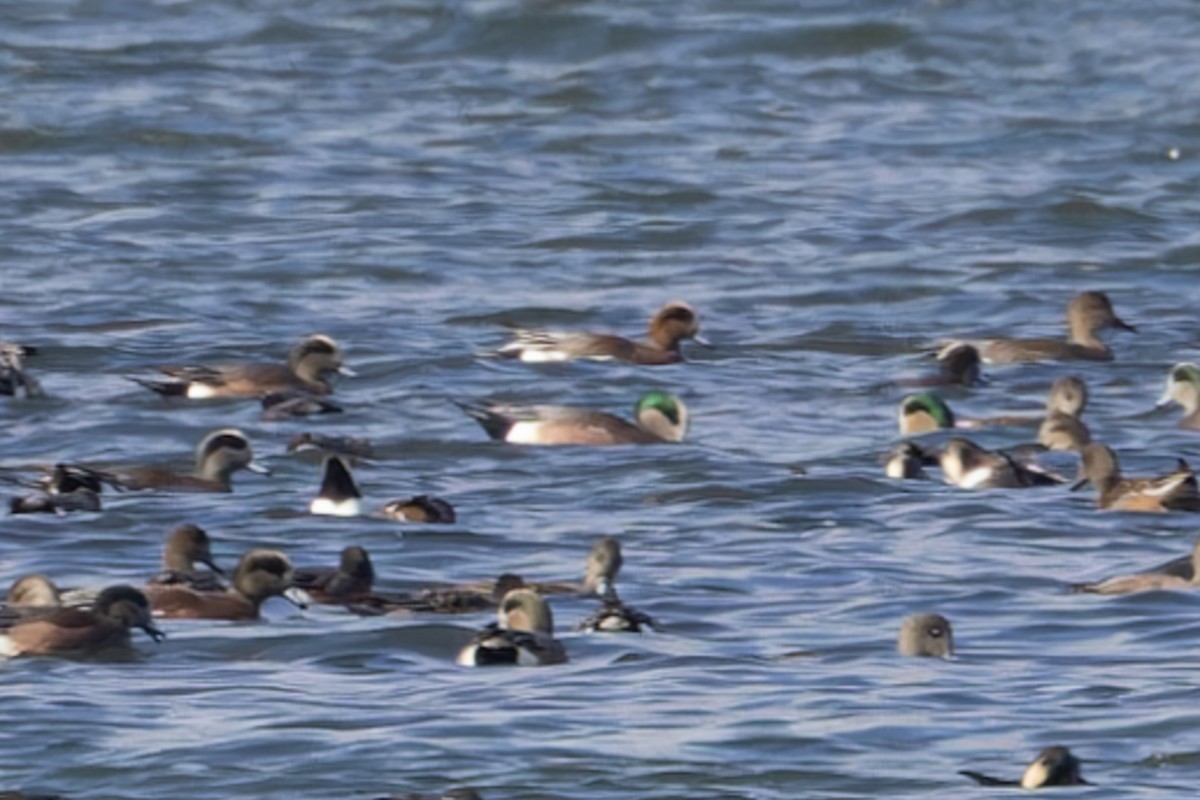 Eurasian x American Wigeon (hybrid) - Allanah Vokes