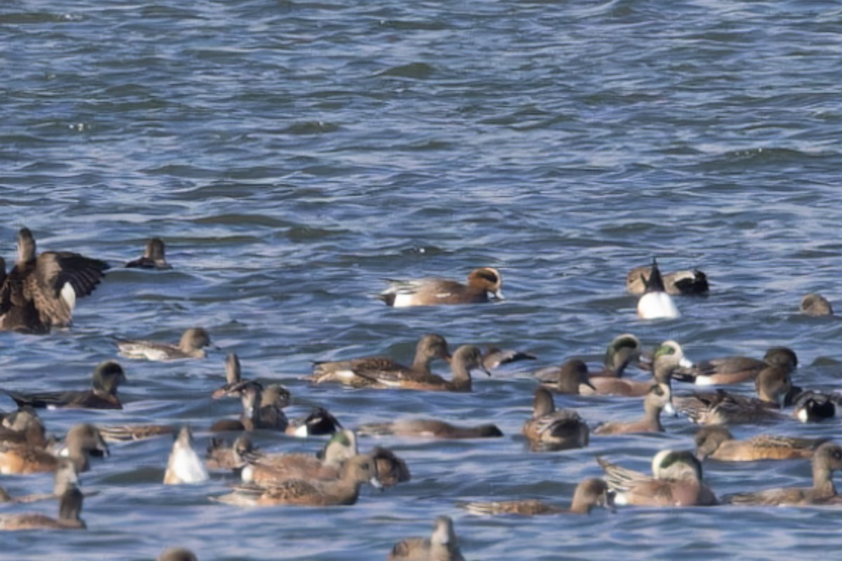 Eurasian x American Wigeon (hybrid) - Allanah Vokes