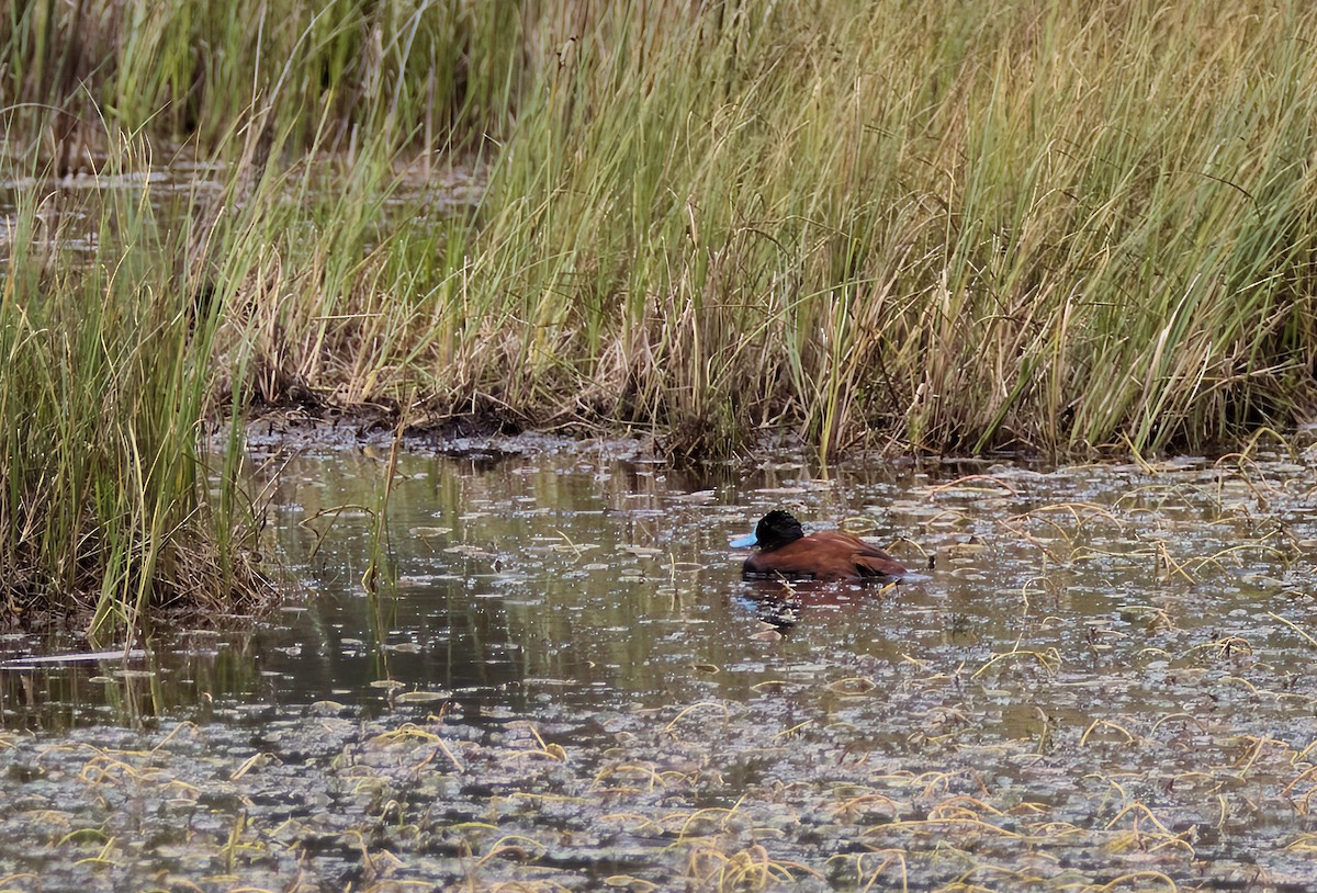 Andean Duck - ML611038162