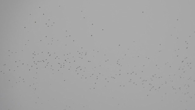 鳥類 - ML611038182
