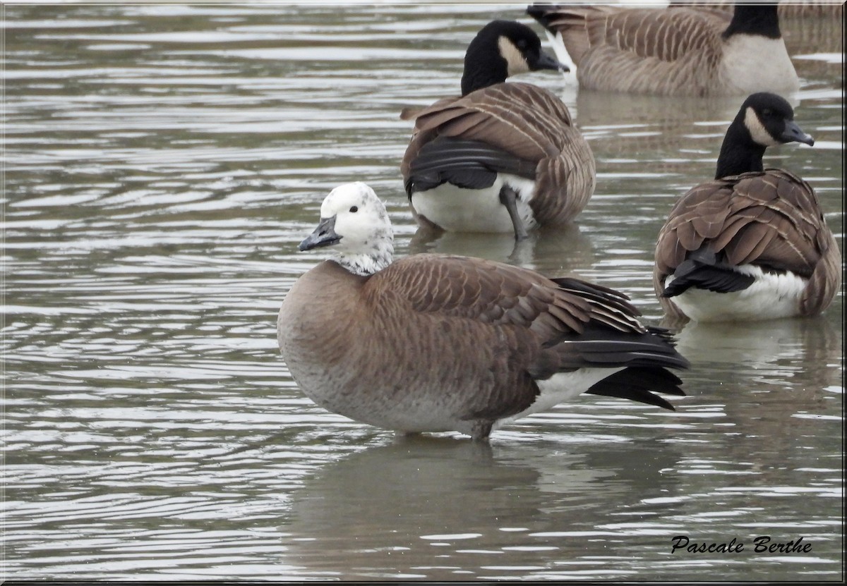 Snow x Canada Goose (hybrid) - ML611038250