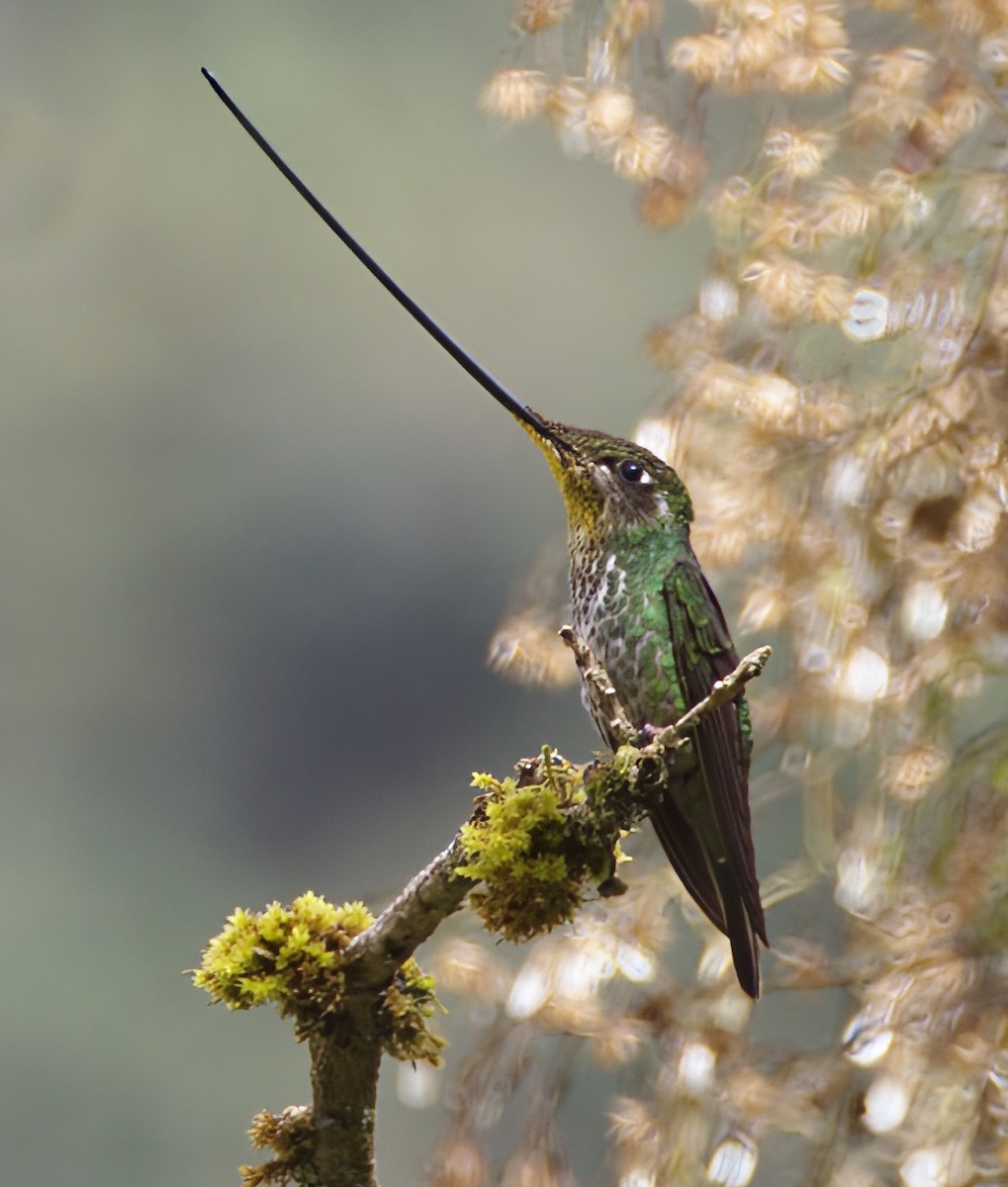 kolibřík mečozobec - ML611038294