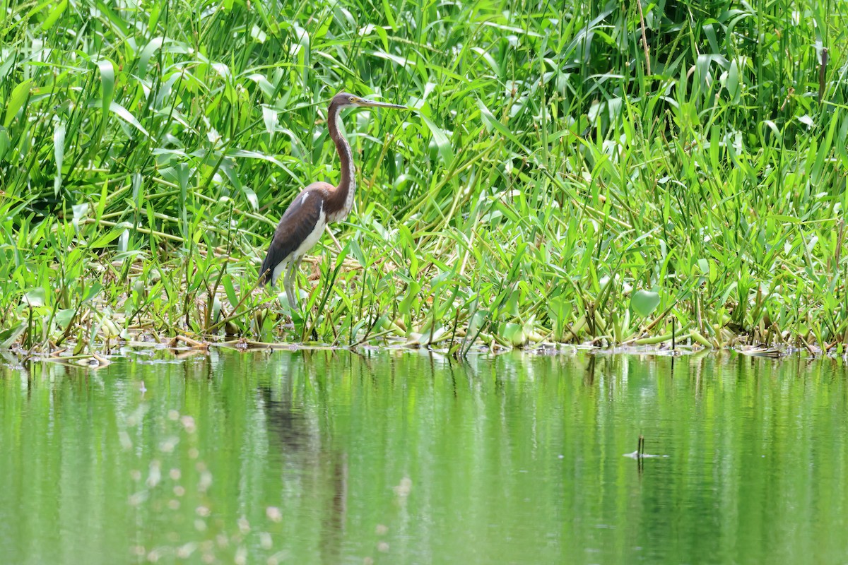 Tricolored Heron - ML611038368