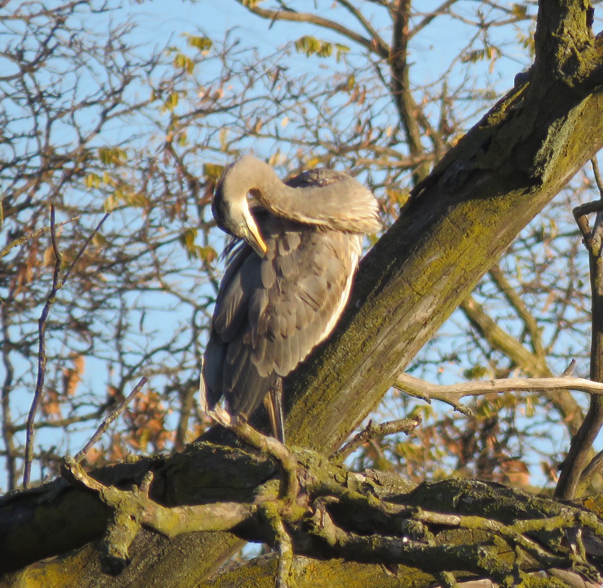 Great Blue Heron - ML611038414