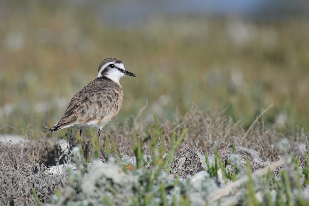 Kittlitz's Plover - Regard Van Dyk