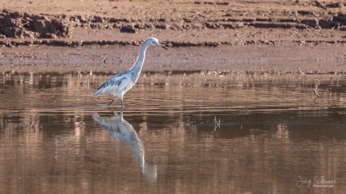 Little Blue Heron - ML611038464