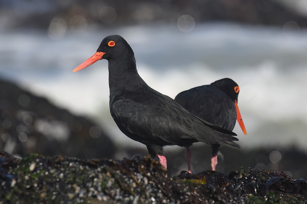 African Oystercatcher - Regard Van Dyk