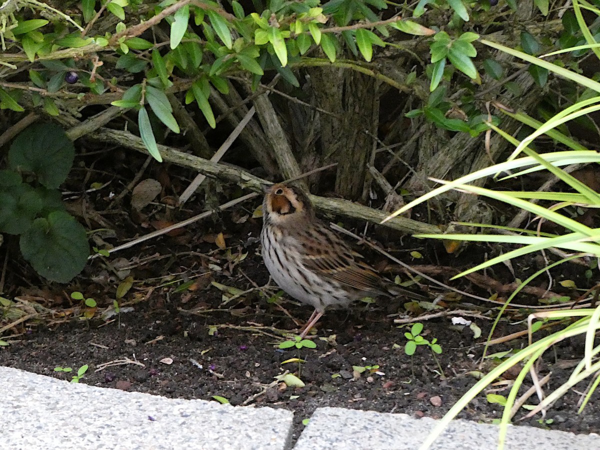 Little Bunting - ML611038514