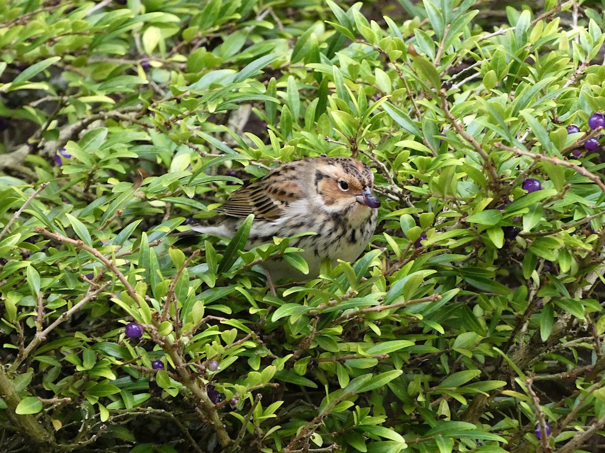 Little Bunting - ML611038515