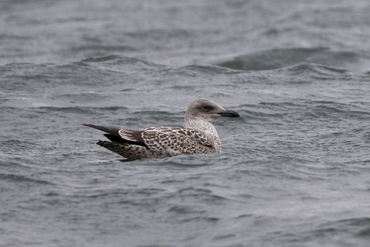 racek žlutonohý - ML611038520