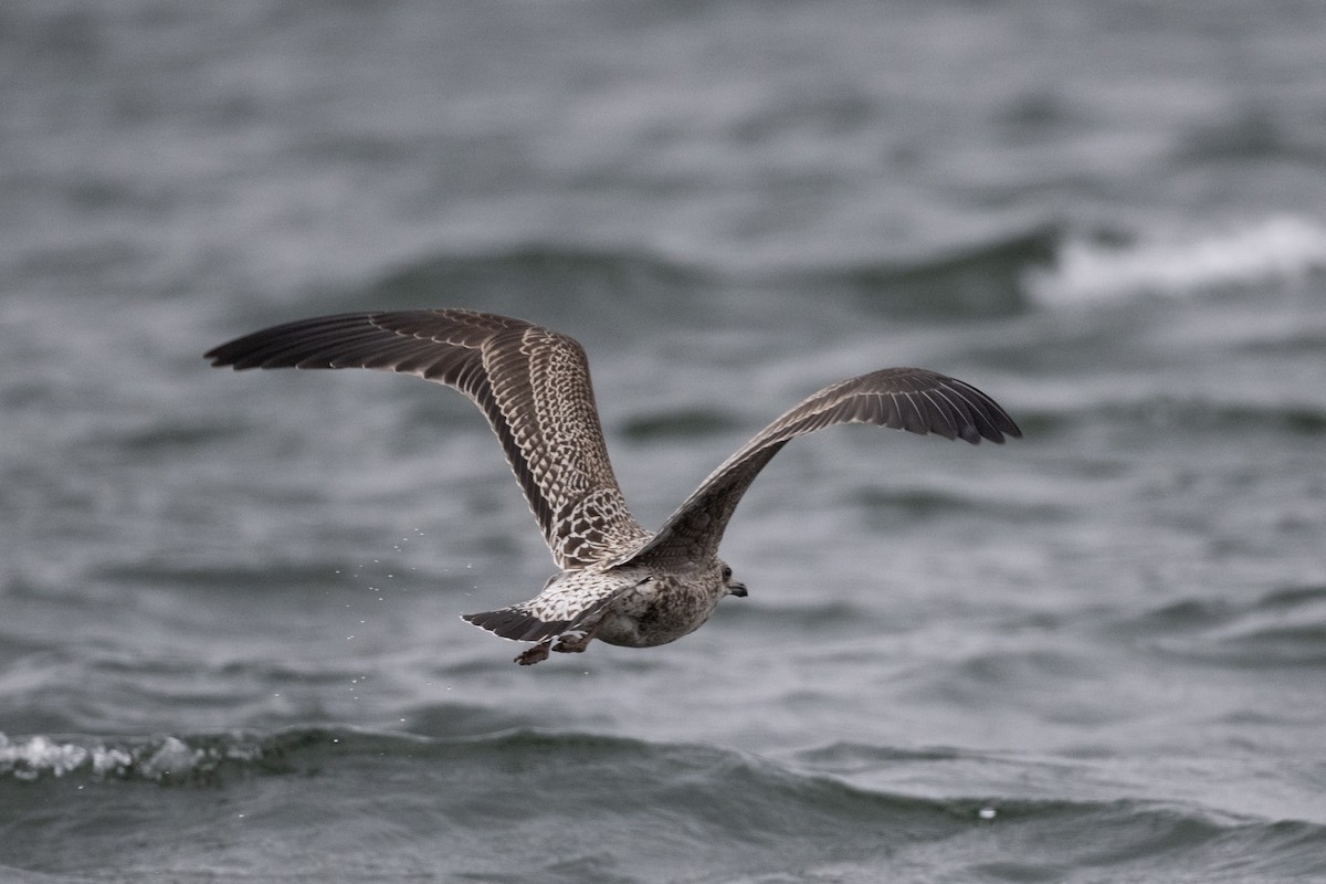 racek žlutonohý - ML611038521